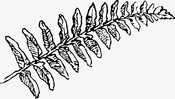 582x331 Hand Painted Locust Leaves, Leaves, Hand Drawing, Free Material