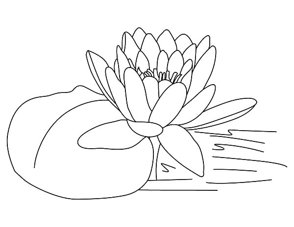 600x464 Bring You Lots Of Fortune Lotus Flower Coloring Pages Batch Coloring