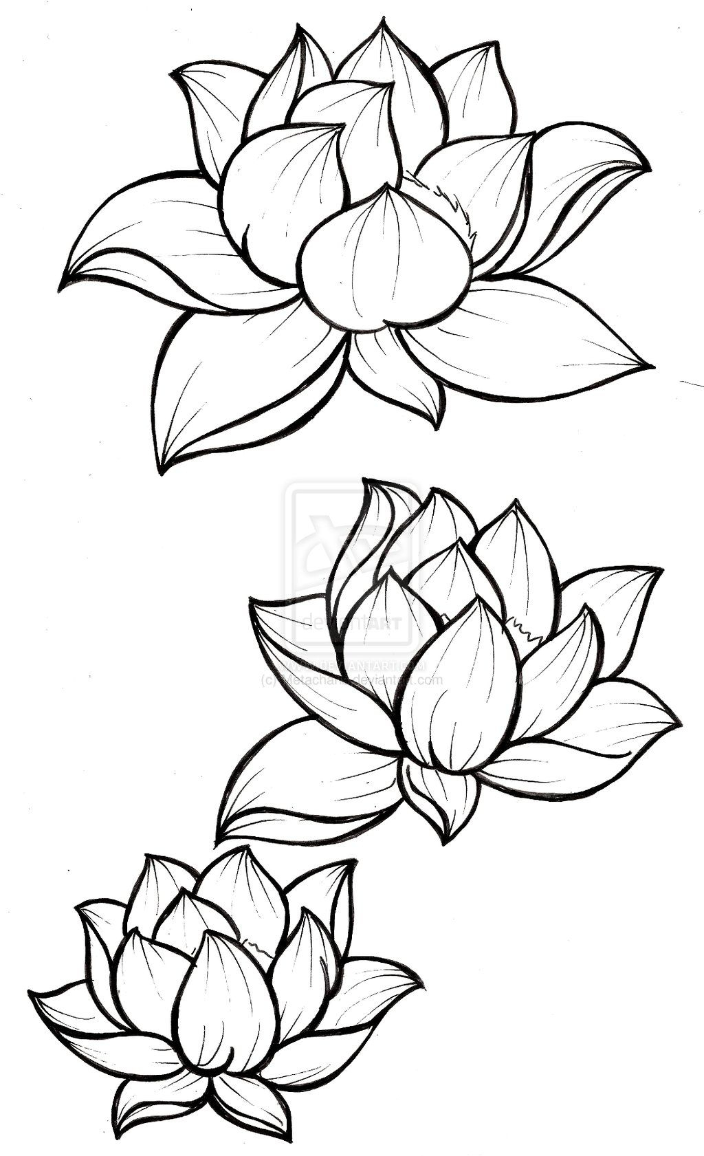 1024x1681 Lotus Flower Line Drawing Lotus Blossom Tattoometacharis
