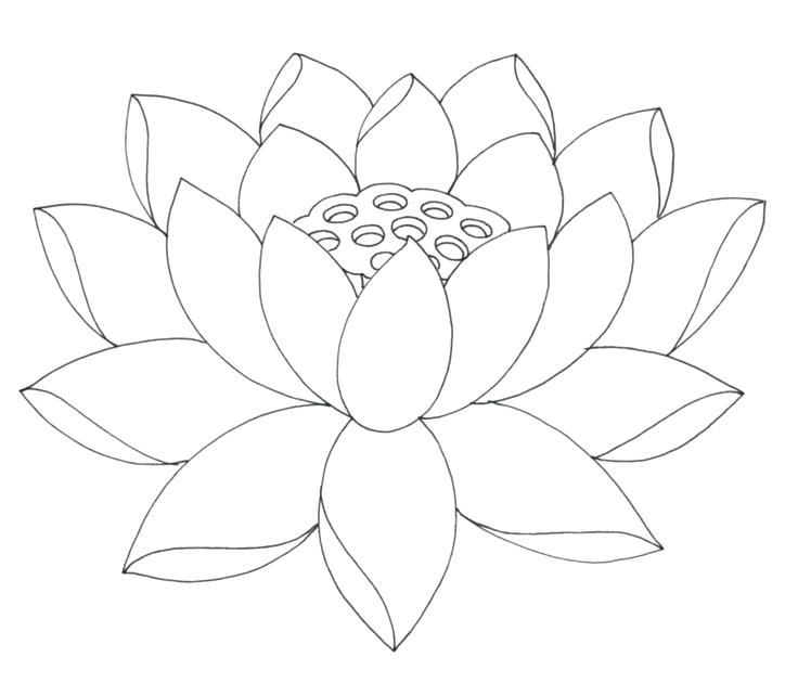 736x642 Gallery Lotus Flower Drawing Template,