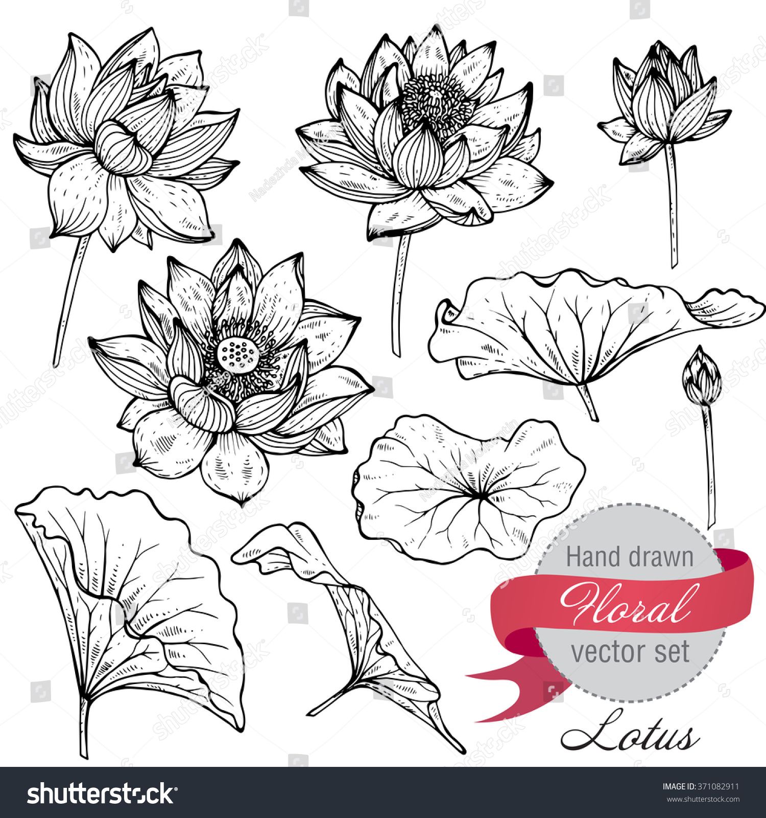 1500x1600 Vector Set Of Hand Drawn Lotus Flowers And Leaves. Sketch Floral