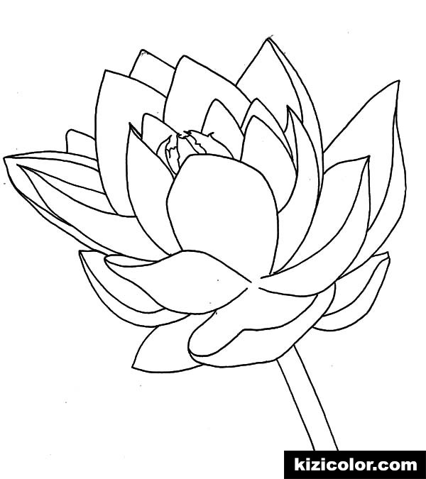 600x675 Lotus Flower Drawing