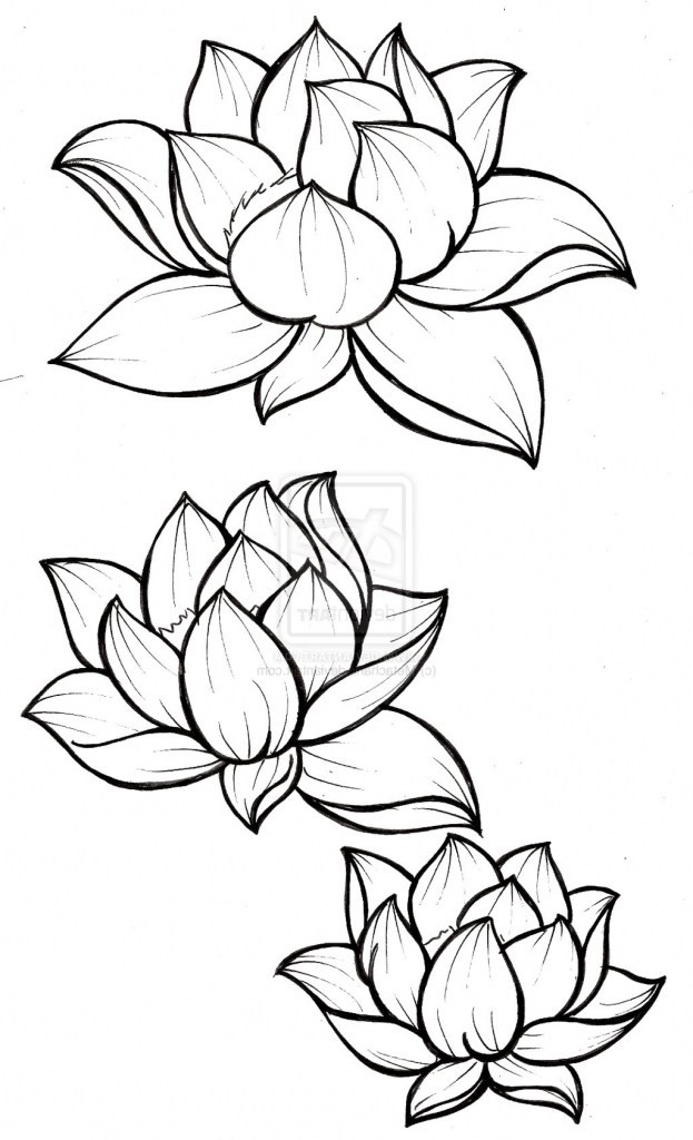 623x1024 50 Lotus Flower Drawings For Tattoos Wv8x
