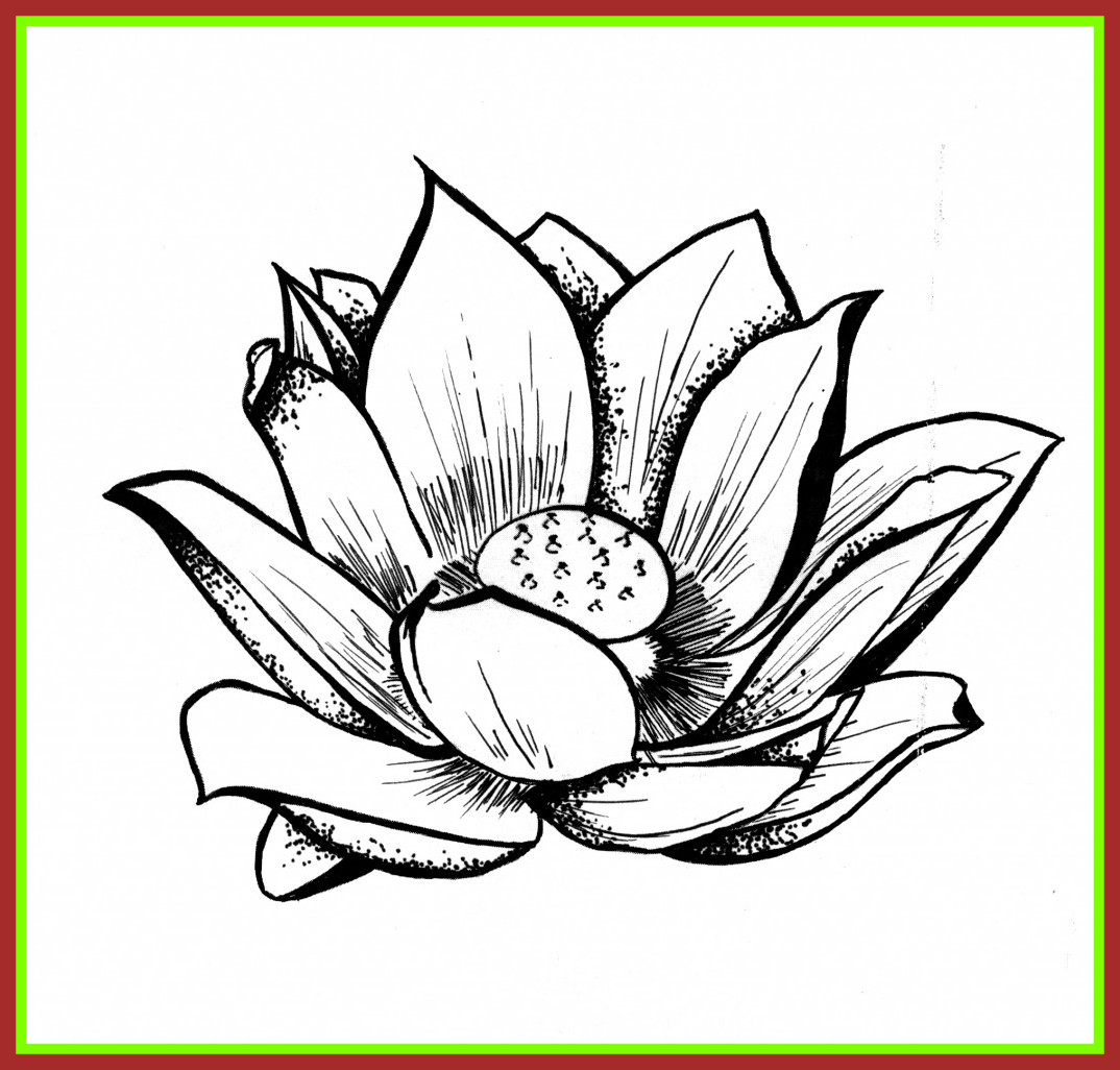 1074x1026 Amazing Line Drawing Lotus Flower At Getdrawings For Personal Use