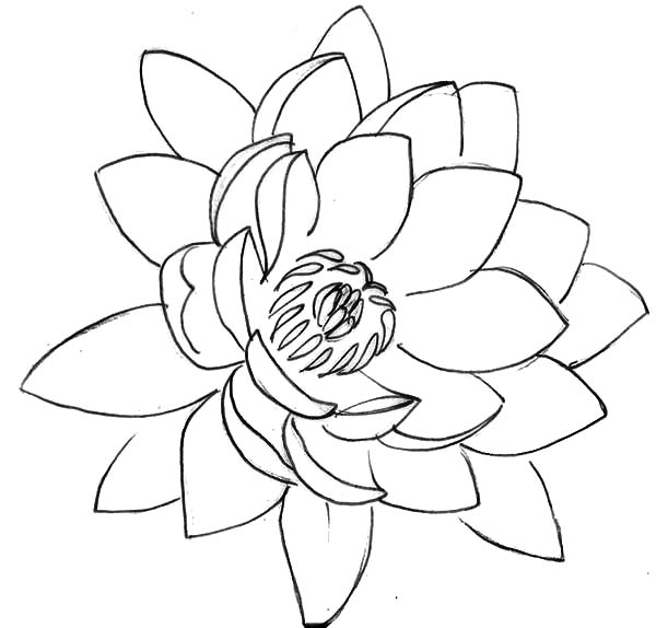 600x574 Drawing Lotus Flower Coloring Pages Batch Coloring