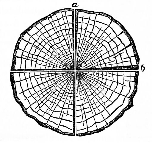 511x480 Filepsm V02 D605 Cross Section Of Dried Lumber 1.jpg