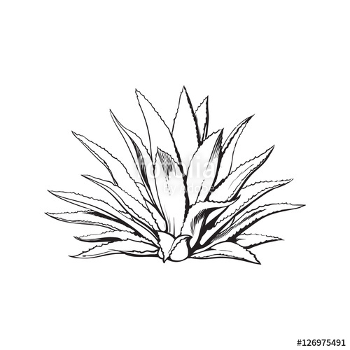 500x500 Hand Drawn Blue Agave, Main Tequila Ingredient, Sketch Style