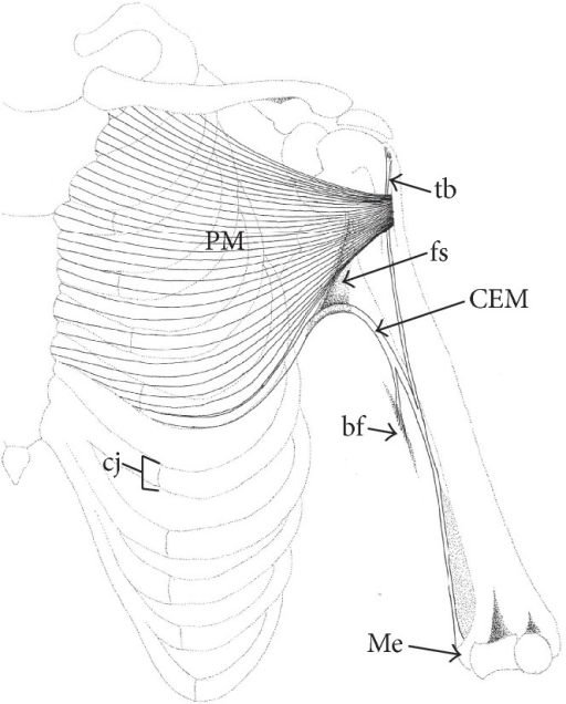 512x636 Schematic Drawing Of The Left Thorax And Upper Limb, De Open I