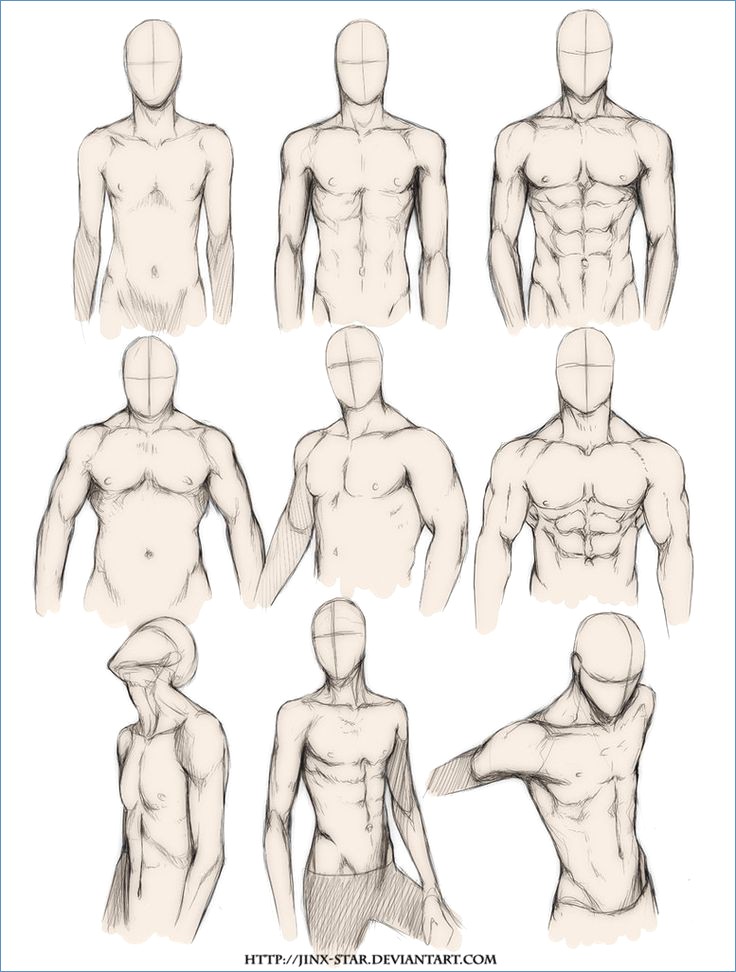 736x972 Male Body Organs