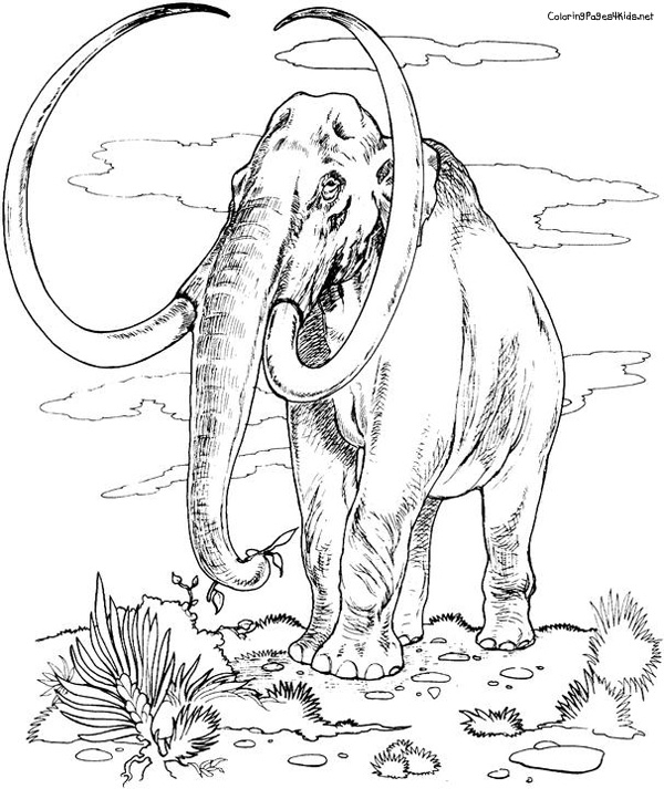 600x713 Mammoth