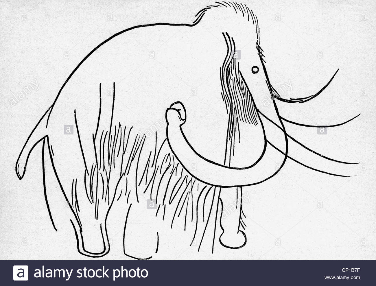 1300x989 Prehistory, Animal, Mammoth, Rock Drawing From The Cave Of Stock