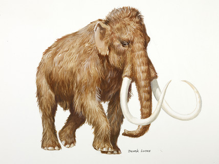 428x321 A Reconstruction Drawing Of A Palaeolithic Woolly Mammoth By Derek