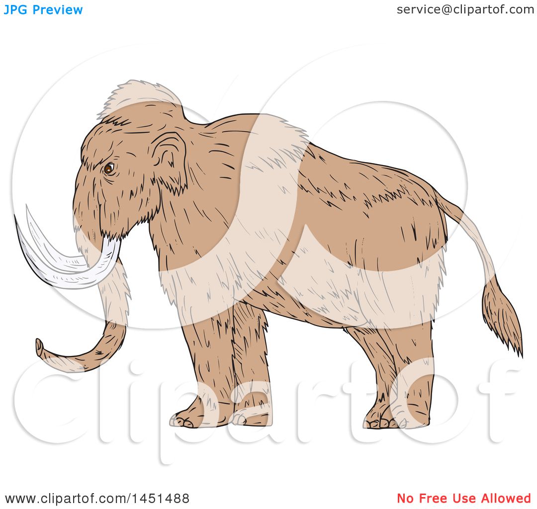 1080x1024 Clipart Graphic Of A Drawing Sketch Styled Woolly Mammoth