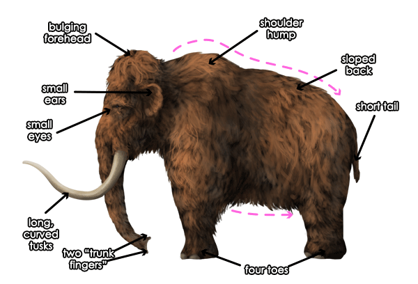600x408 How To Draw Animals The Great Extinct Mammals