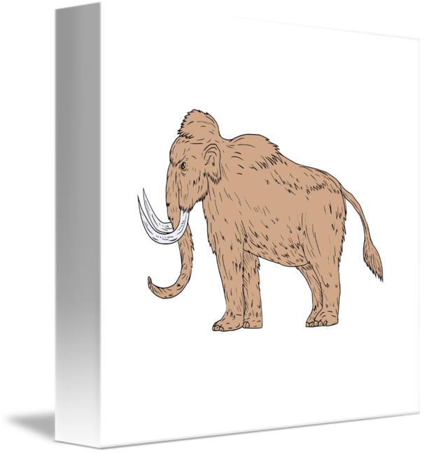 606x650 Woolly Mammoth Side Drawing By Aloysius Patrimonio