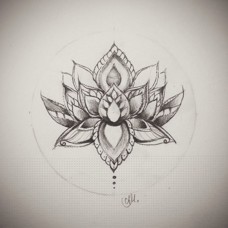 736x736 Photos Mandala Lotus Drawing,