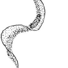 221x221 Drawing Of Giemsa Stained Typical Trypomastigotes Of Trypanosoma