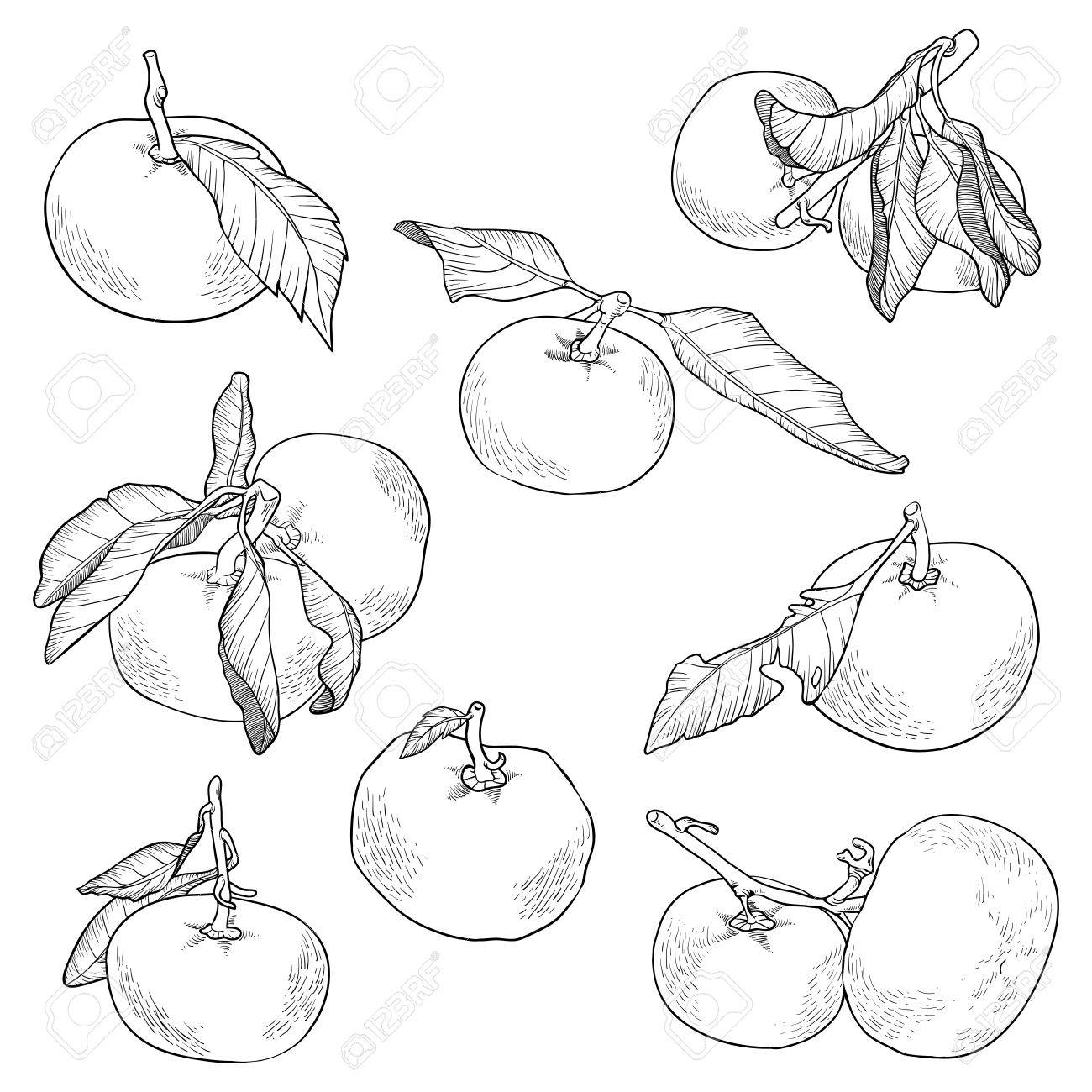 1300x1300 Mandarin Clipart Black And White