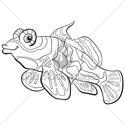 500x500 Mandarin Fish Coloring Page Gl Stock Images