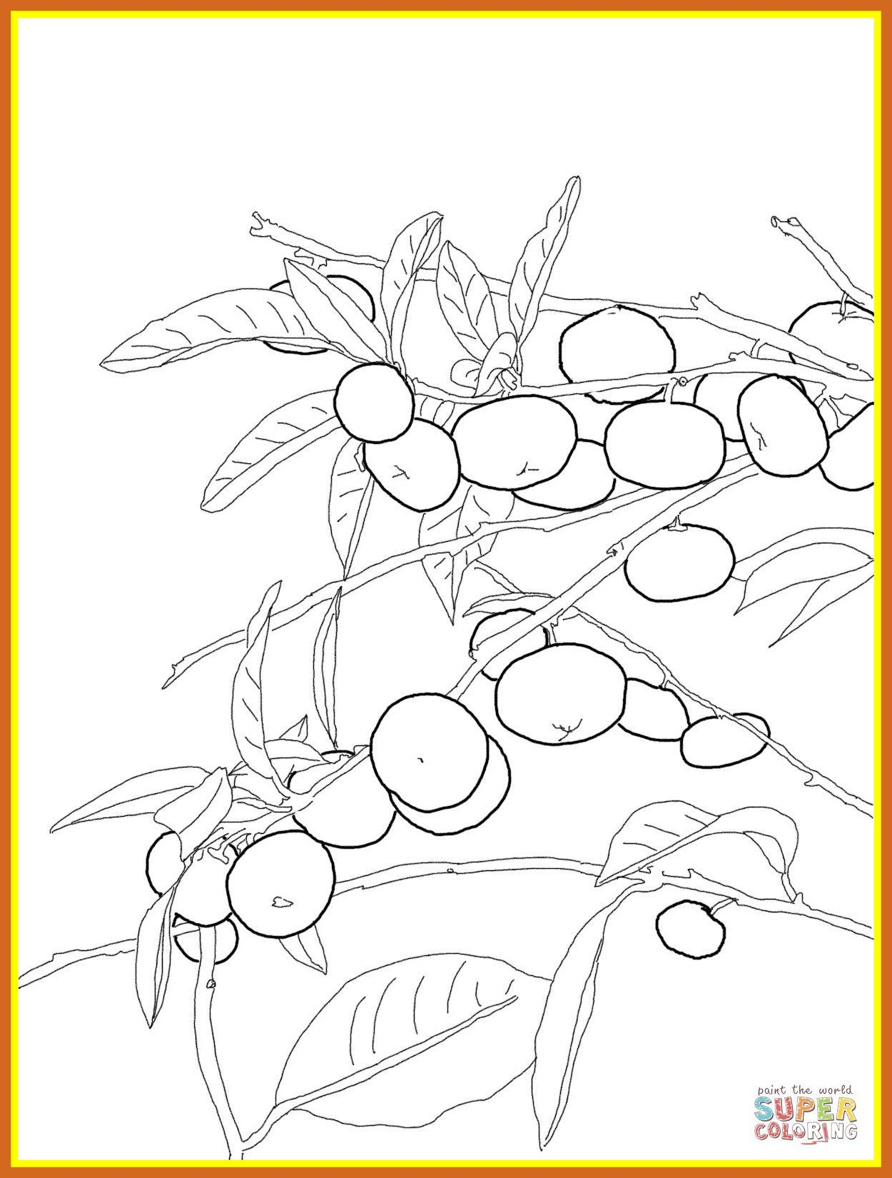 1250x1650 Shocking Mandarin Coloring Page Pic Of Nature Animals Popular