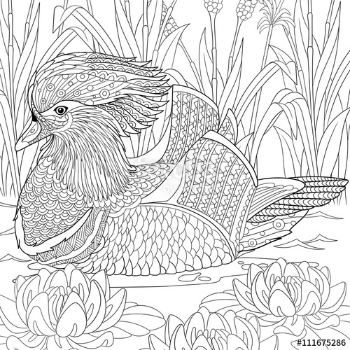 500x500 Zentangle Stylized Cartoon Mandarin Duck Swimming Among Water