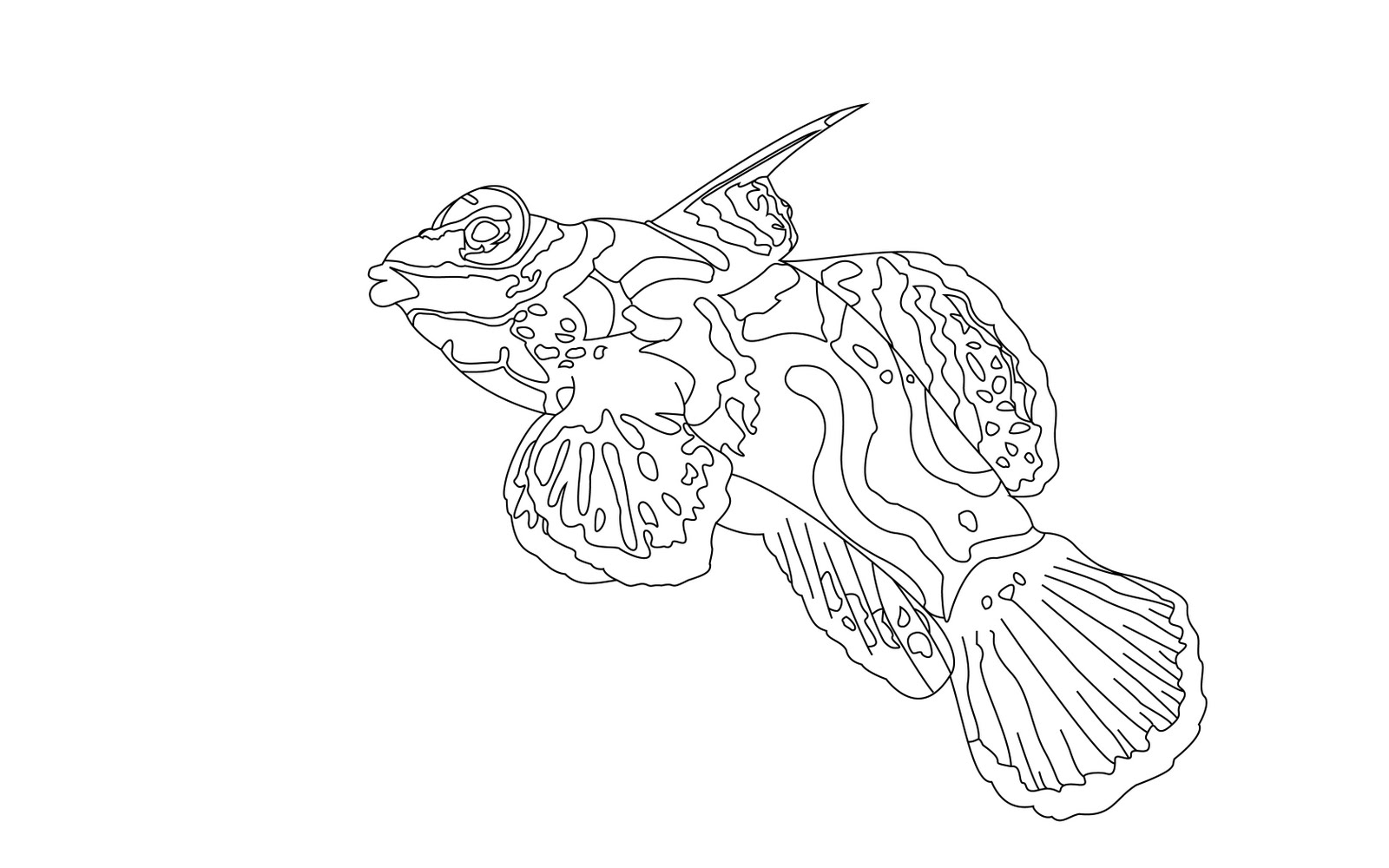 1600x1000 Collection Of Mandarin Fish Drawing High Quality, Free