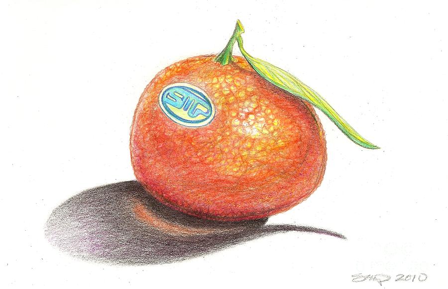 900x581 Mandarin Orange Drawing By Sean Paradise