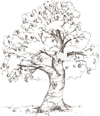 330x380 Photos Mango Tree Pencil Drawing Drawing Art Gallery