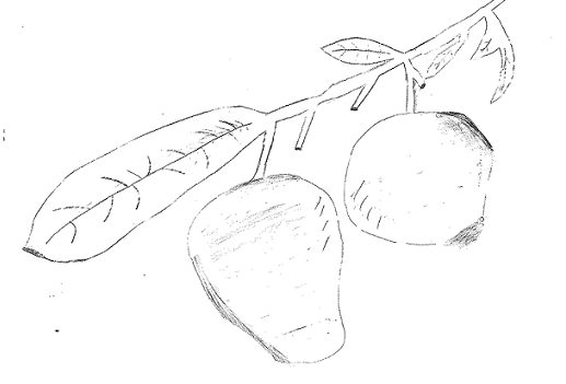 517x351 Bosco Uganda