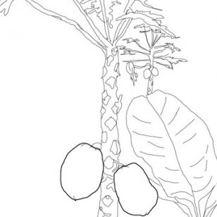 308x308 Drawing Mango Fruit. Excellent How To Draw A Mango Step By Step