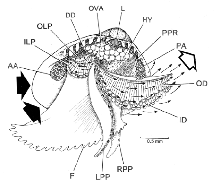 689x587 Nucula Pusilla. Organs And Ciliary Currents Of The Mantle Cavity