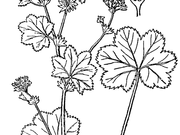 600x450 Sagebud Grow Your Garden Plant A Tree Pot A Flower Sow A Seed