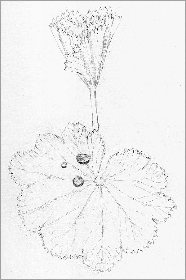 600x906 The Scoop, Score And Deal Lady's Mantle (Also Called Dewcup)