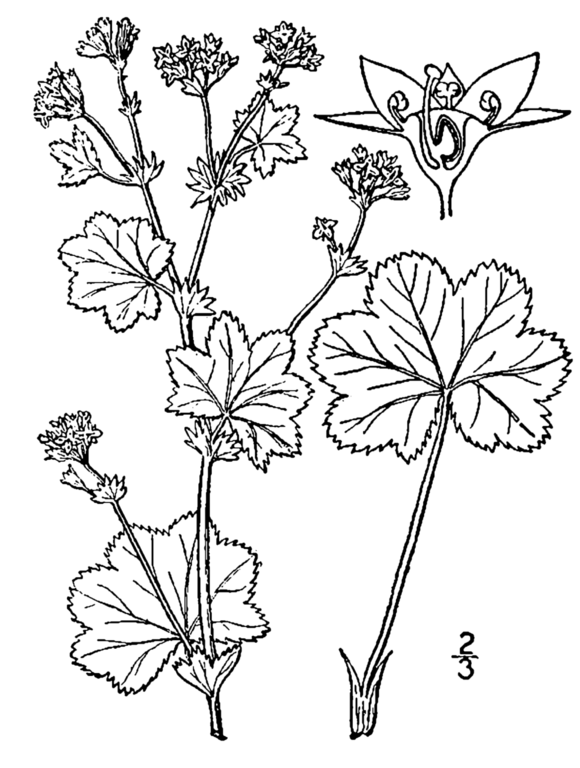 580x768 Filealchemilla Monticola Drawing.png