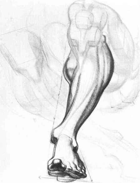 448x586 Wedge Masses Of Hand And Foot