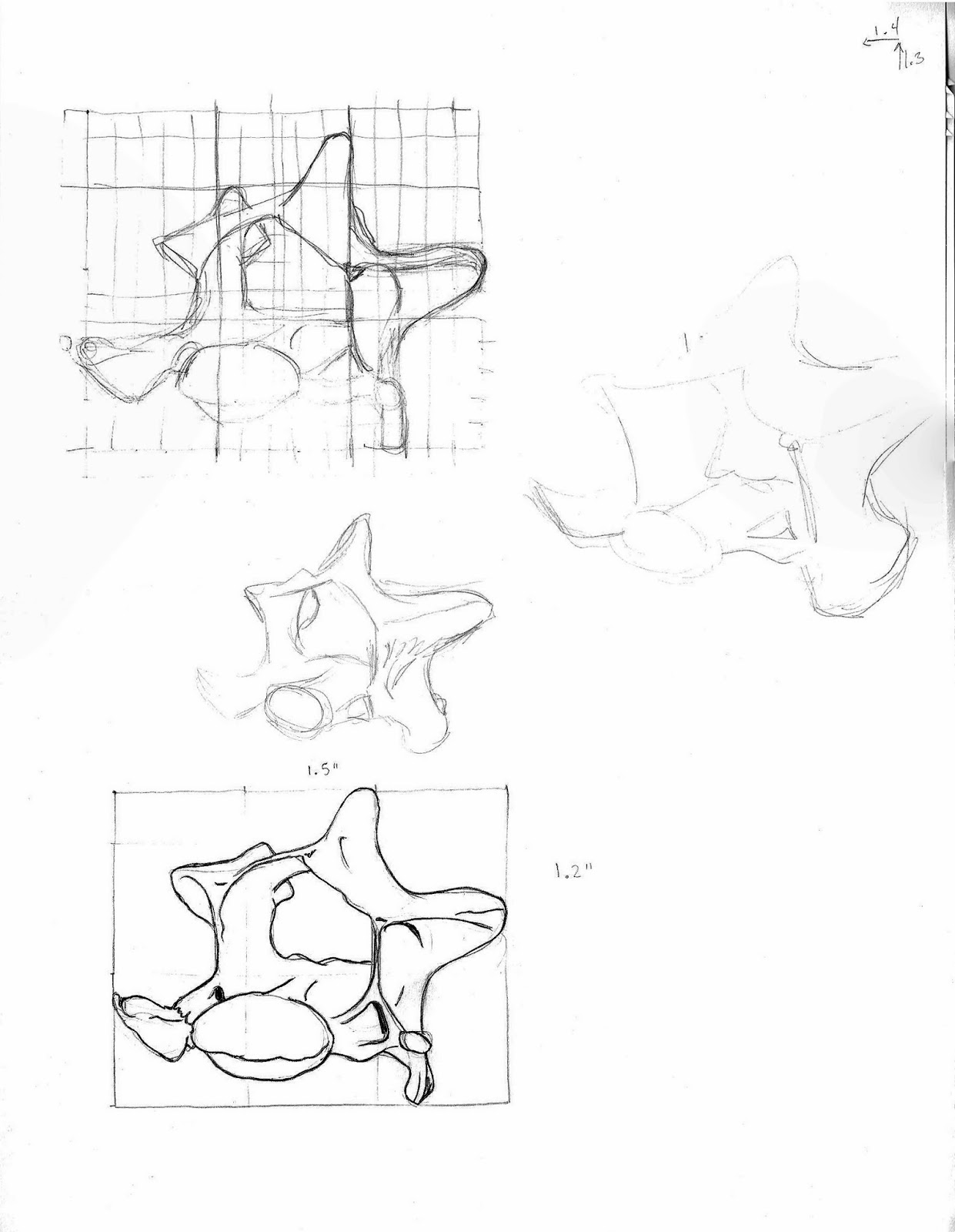 1241x1600 Inky Phalangies Thoughts Cat Cervical Vertebrae