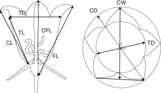 660x382 Drawings Of The Different Floral Traits Measured (Solid Arrows