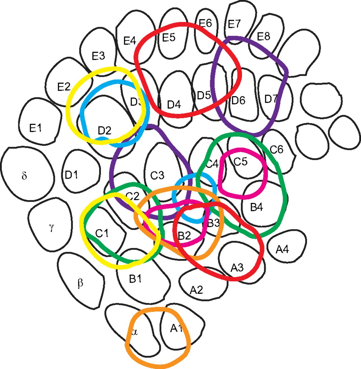 1250x1280 Organization And Somatotopy Of Corticothalamic Projections