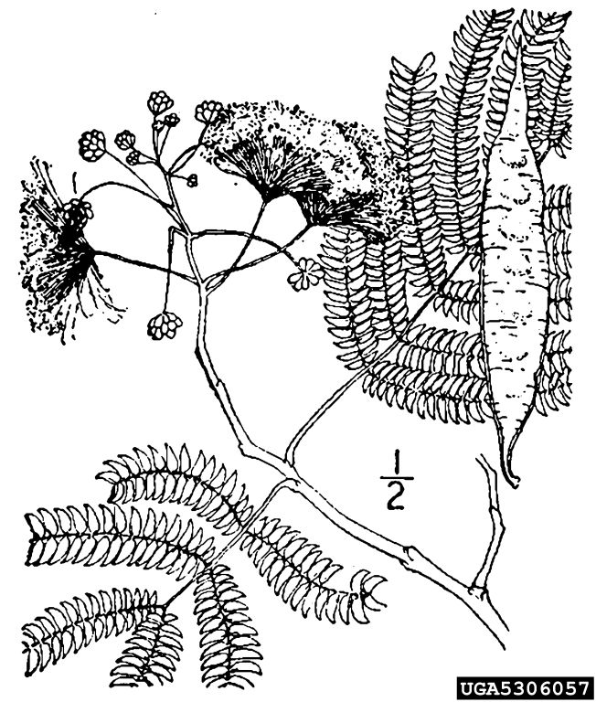 652x768 Mimosa, Albizia Julibrissin (Fabales Fabaceae (Leguminosae