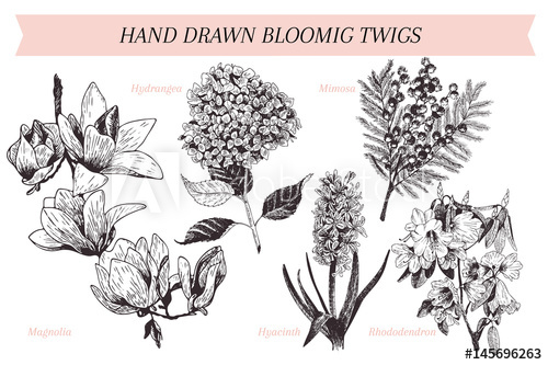 500x333 Vector Hand Drawn Spring Blossoms Poster. Engraved Botanical Art