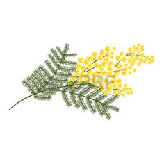 236x236 Mimosa Drawing