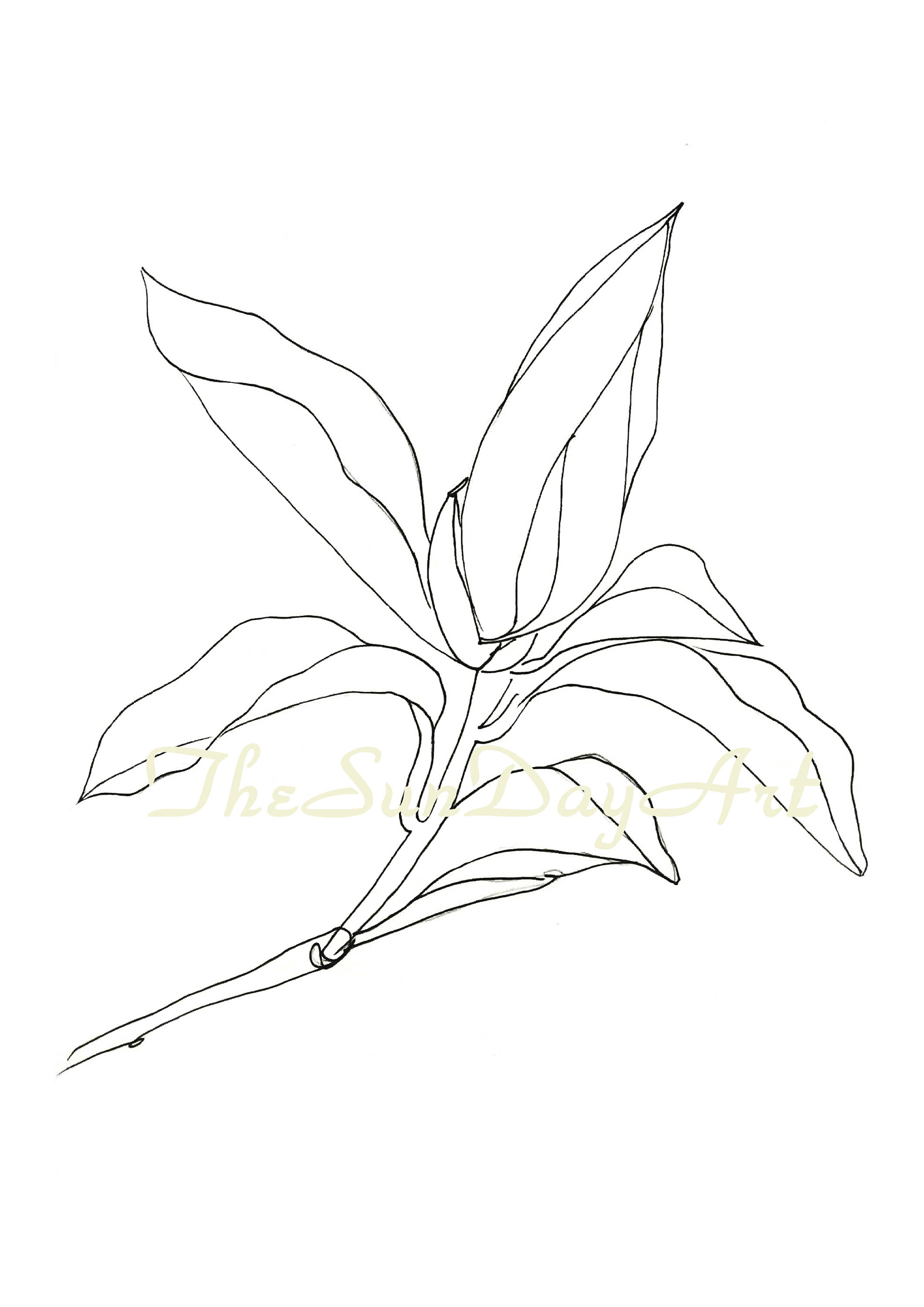 2121x3000 Instant Download Lily Print Minimalist Flower Drawing Lilies