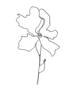 236x300 Original Botanical Drawing Minimalist Flower Drawing, Abstract
