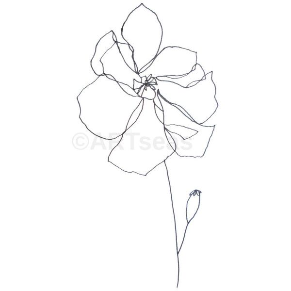 600x600 Original Minimalist Pencil Drawing 300g Paper Botanical Drawing