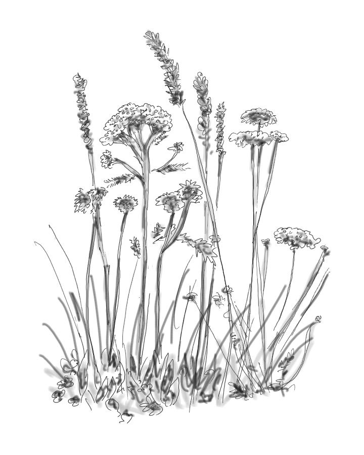 720x900 Drawing Wildflowers