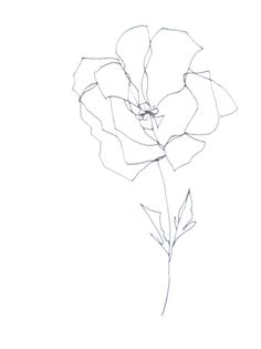 236x315 Abstract Minimalist Botanical Pencil Drawing Archival Art Print