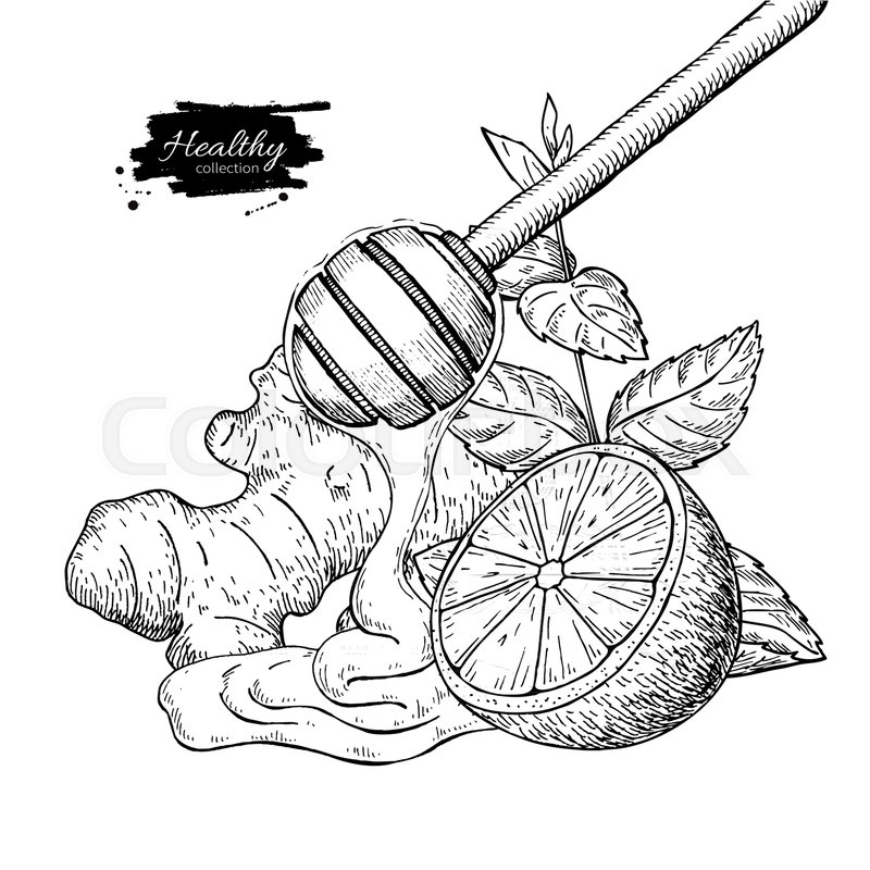800x800 Honey, Ginger, Lemon And Mint Vector Drawing. Wooden Spoon, Honey