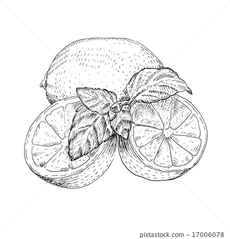 450x468 Lime And Mint Ink Sketch