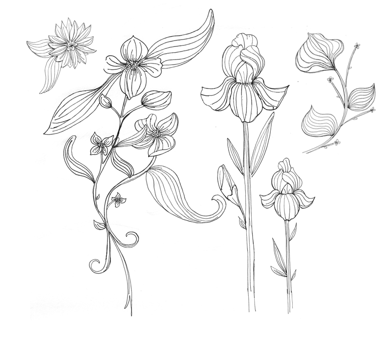 800x700 Mint Botanical Drawing 83490 Enews