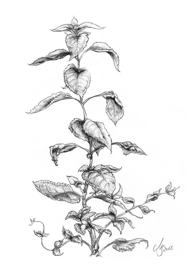 748x1067 Wild Mint By Sarembaart